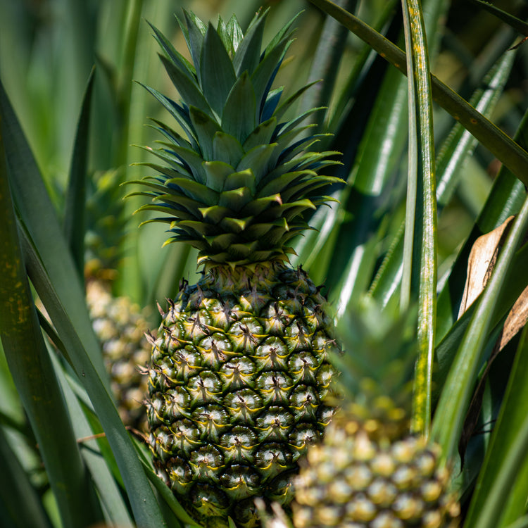 Bromelain